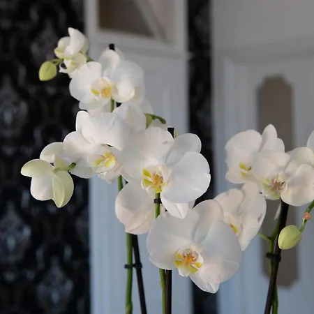 Lägenhet Venere House -balcony & Seaview *
