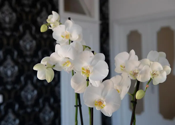 Apartamento Venere House -balcony & Seaview *